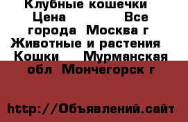 Клубные кошечки › Цена ­ 10 000 - Все города, Москва г. Животные и растения » Кошки   . Мурманская обл.,Мончегорск г.